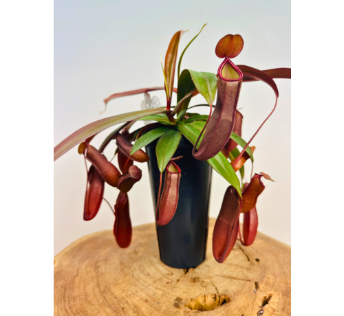 Plante à cupules "Rebecca Soper" - grande | ø 12 cm x ↕ 25 cm