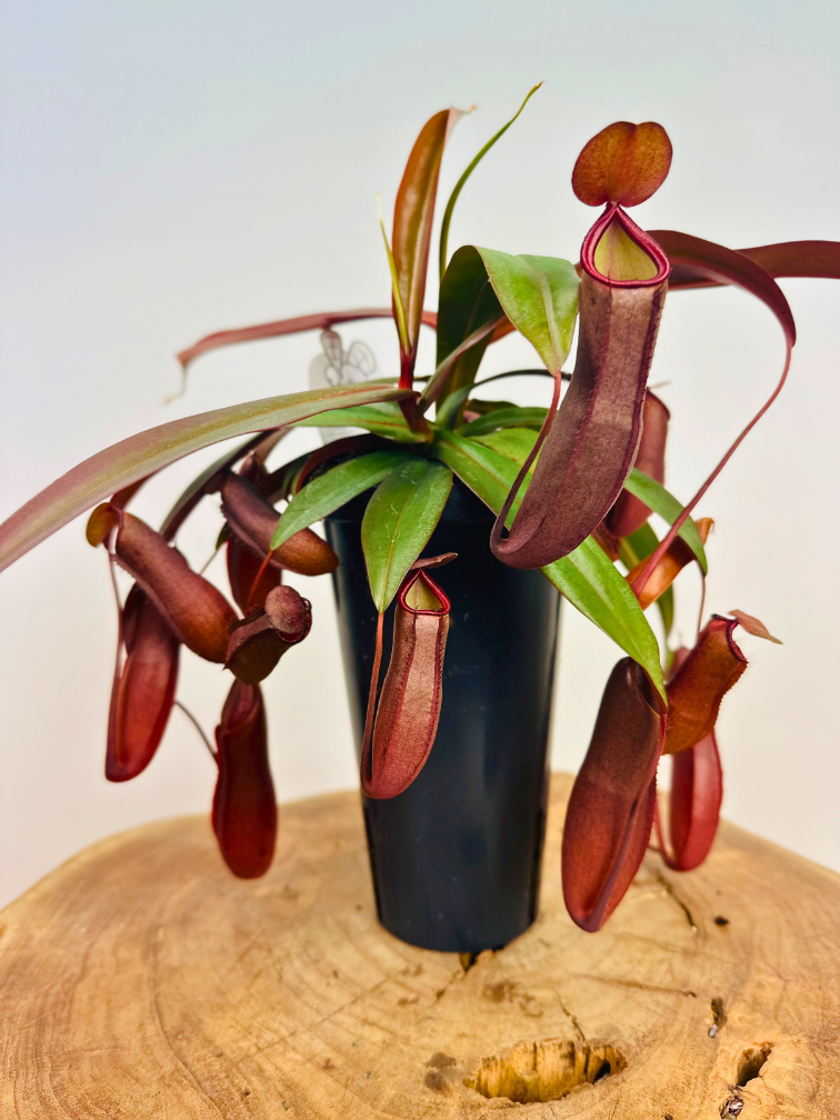 Planta de copa "Rebecca Soper" - grande | ø 12 cm x ↕ 25 cm