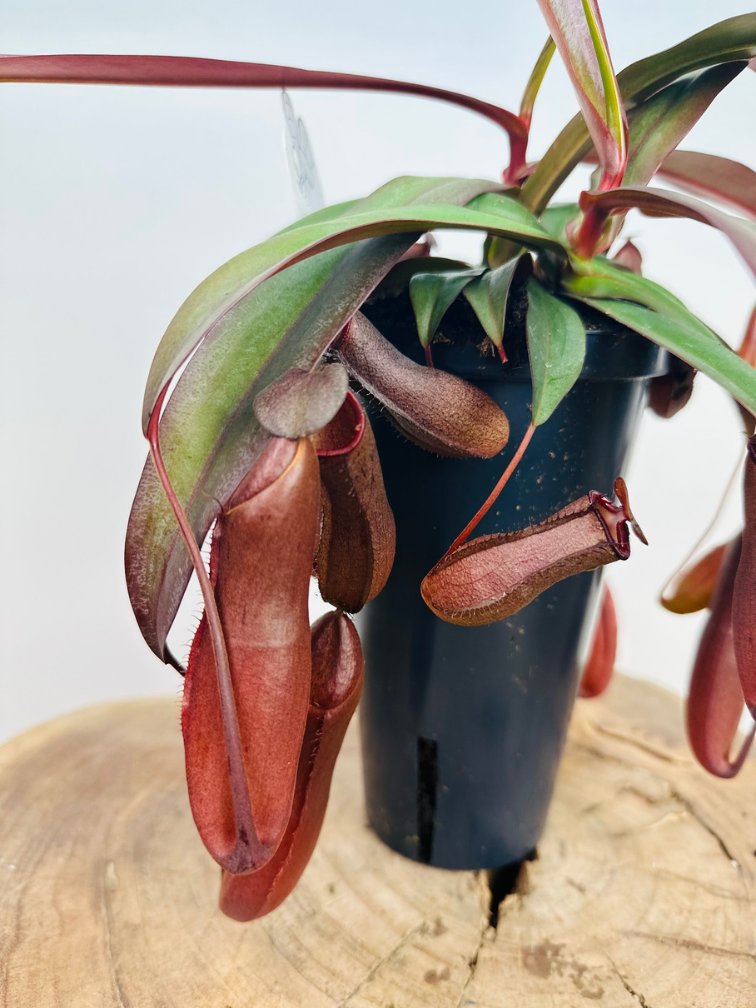 Pianta di coppa "Rebecca Soper" - grande | ø 12 cm x ↕ 25 cm