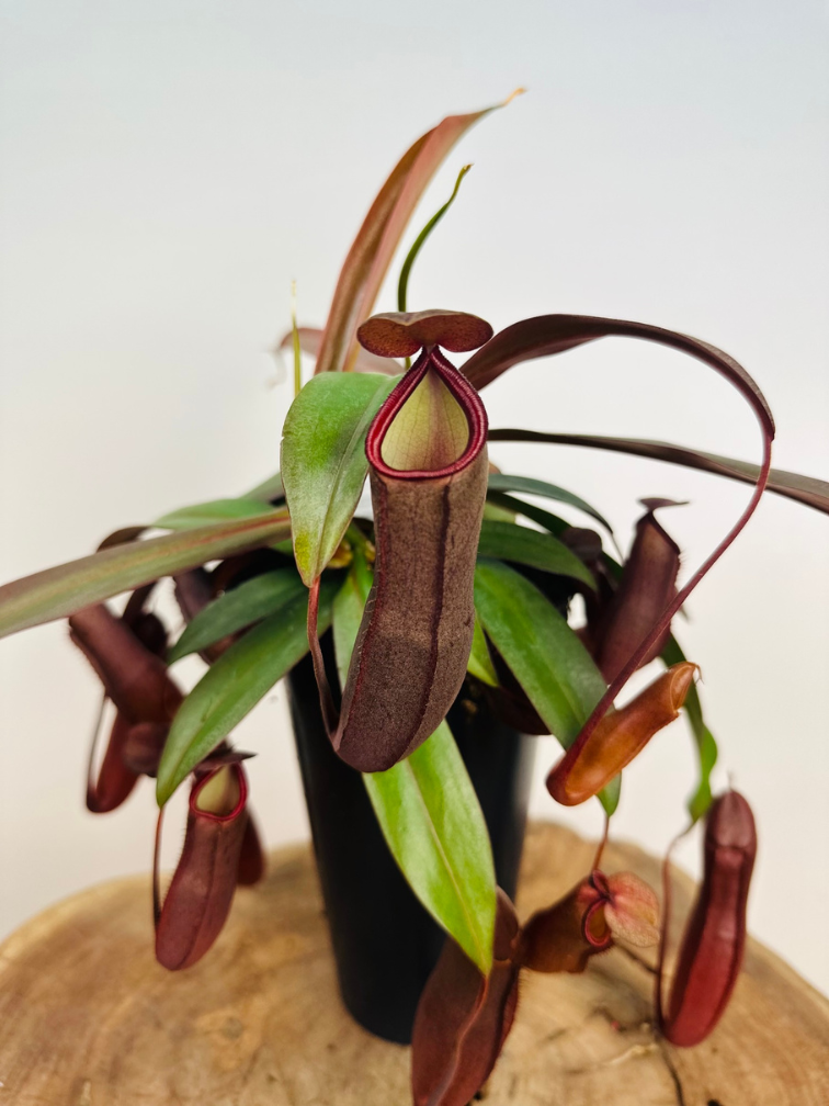 Planta de copa "Rebecca Soper" - grande | ø 12 cm x ↕ 25 cm