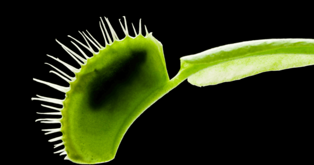 The capture and digestion process of a carnivorous plant