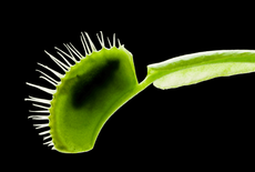 The capture and digestion process of a carnivorous plant