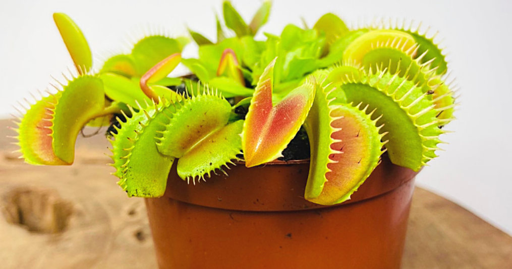 What is the easiest carnivorous plant to grow?