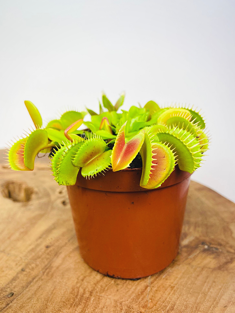 Which carnivorous plant is easiest to grow Carnivory.eu