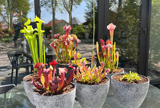 Which carnivorous plants can be put together?
