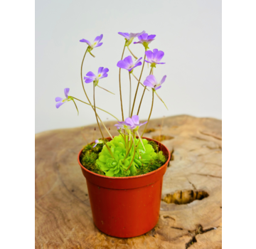 Pinguicula "Esseriana"  | ø 8,5 cm x ↕ 25 cm