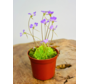 Pinguicula (Fettkraut) "Esseriana"  | ø 8,5 cm x ↕ 10 cm