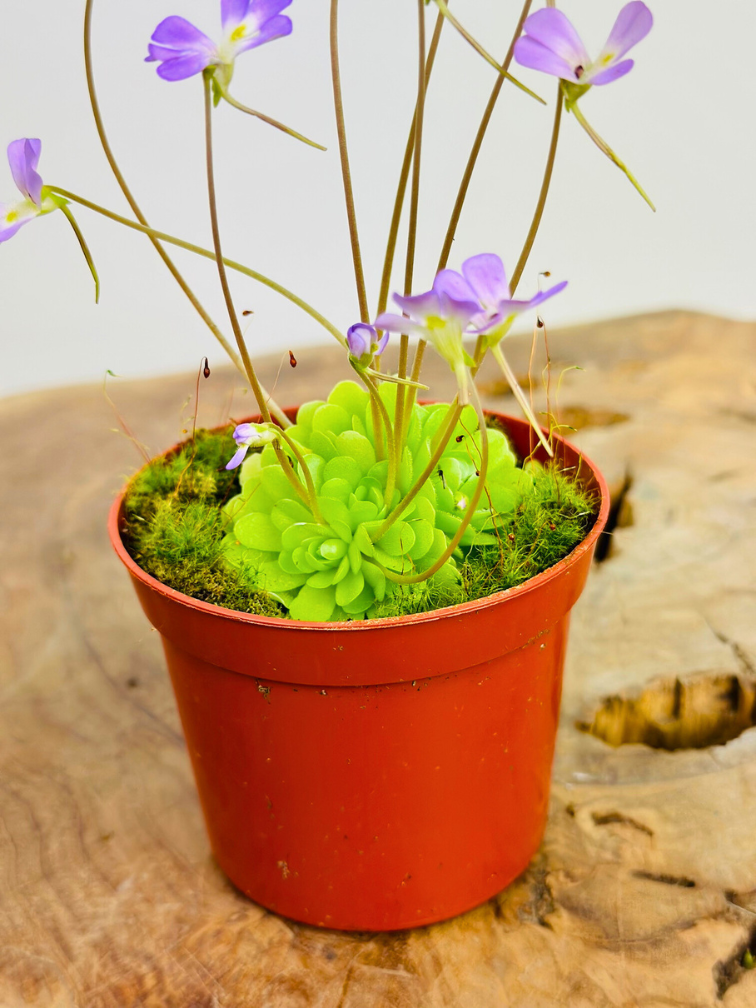 Pinguicula esseriana