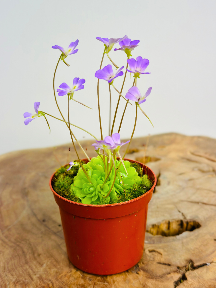 Pinguicula "Esseriana"  | ø 8,5 cm x ↕ 25 cm