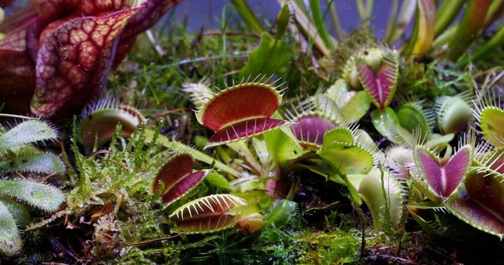 Which carnivorous plants do well in a terrarium?