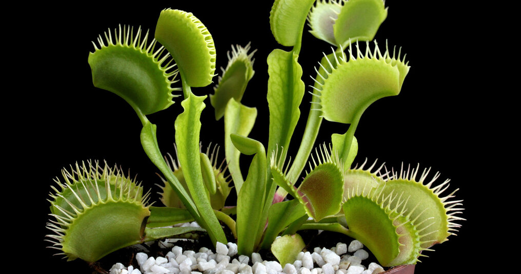 Which soil is best for carnivorous plants?