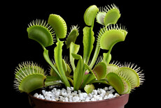 Which soil is best for carnivorous plants?