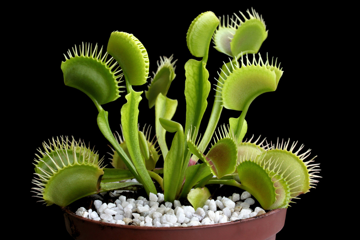 Which soil is best for carnivorous plants | read all about it |  Carnivory.eu - Carnivory.eu
