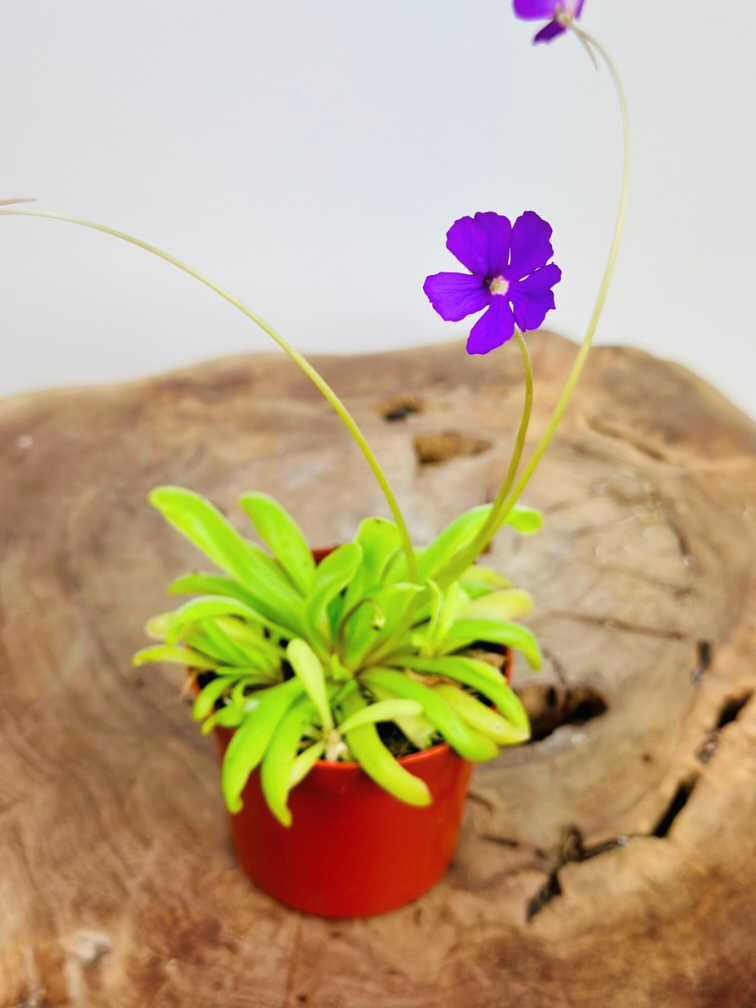 Pinguicula "Anna" | ø 8,5 cm x ↕ 25 cm