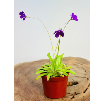 Pinguicula "Anna" | ø 8,5 cm x ↕ 25 cm