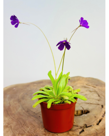 Pinguicula "Anna" | ø 8,5 cm x ↕ 25 cm