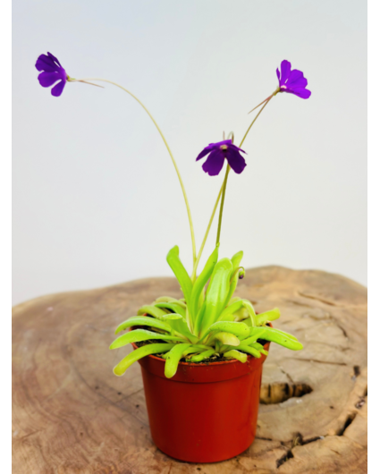 Pinguicula Anna