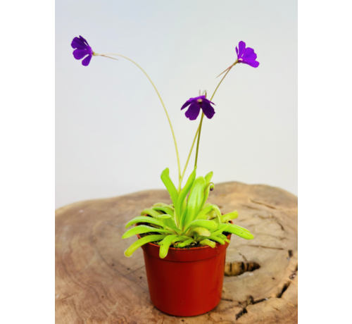 Pinguicula "Anna" | ø 8,5 cm x ↕ 25 cm