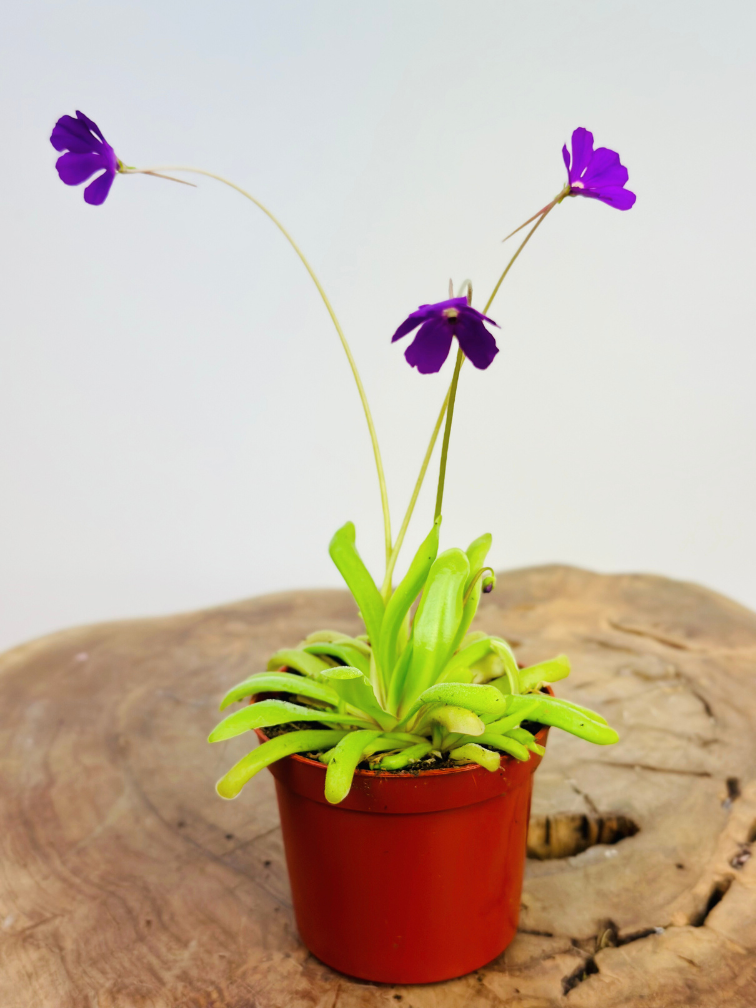 Pinguicula Anna