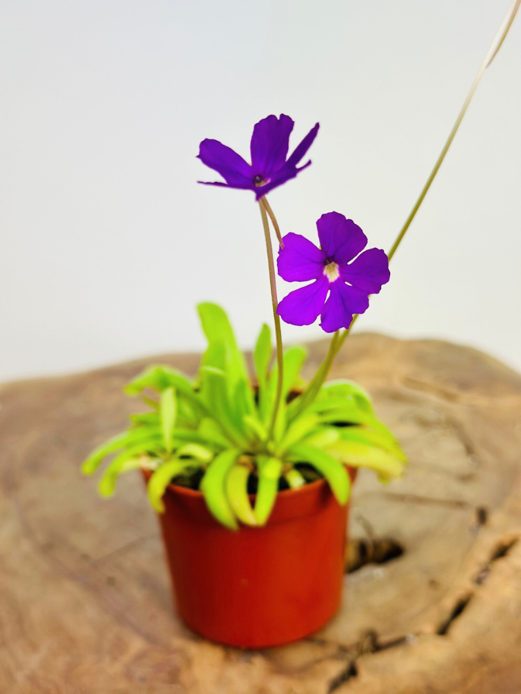 Pinguicula "Anna" | ø 8,5 cm x ↕ 25 cm