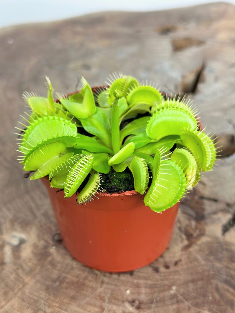 Dionaea Muscipula (Venus flytrap) "Croc" |  ø 8,5 cm x ↕ 5 cm