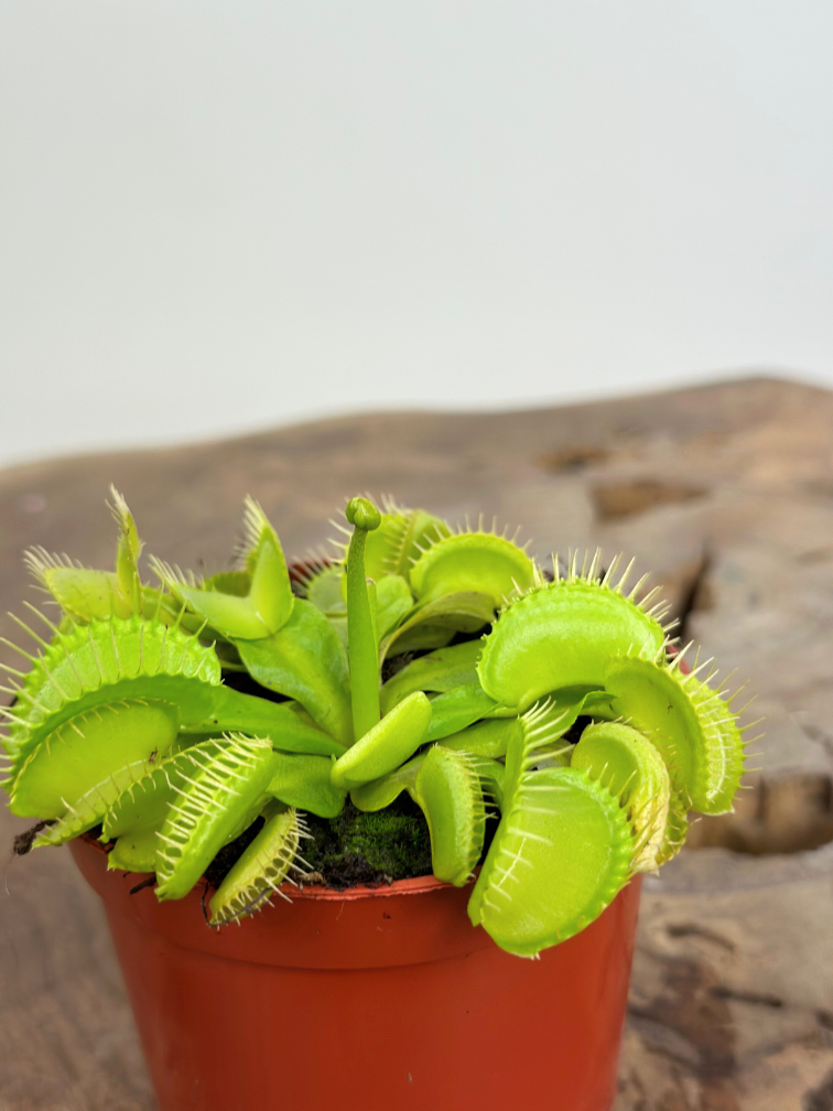 Dionaea Muscipula "Croc" |  ø 8,5 cm x ↕ 5 cm