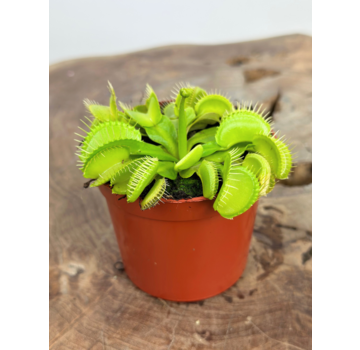 Dionaea Muscipula "Croc" |  ø 8,5 cm x ↕ 5 cm