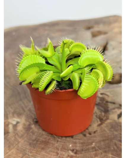 Venus flytrap "Croc" |  ø 8,5 cm x ↕ 10 cm