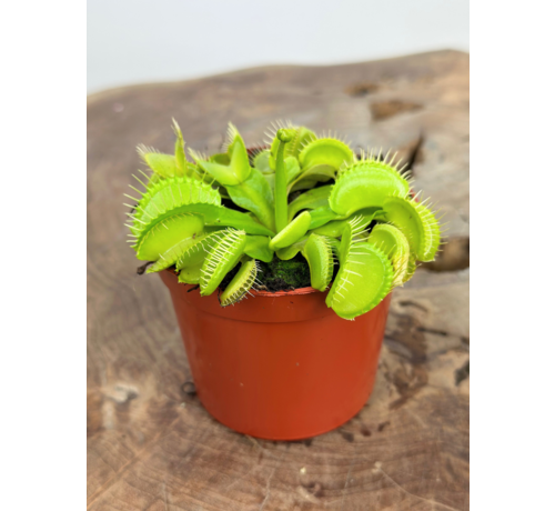 Dionaea Muscipula "Croc" |  ø 8,5 cm x ↕ 5 cm