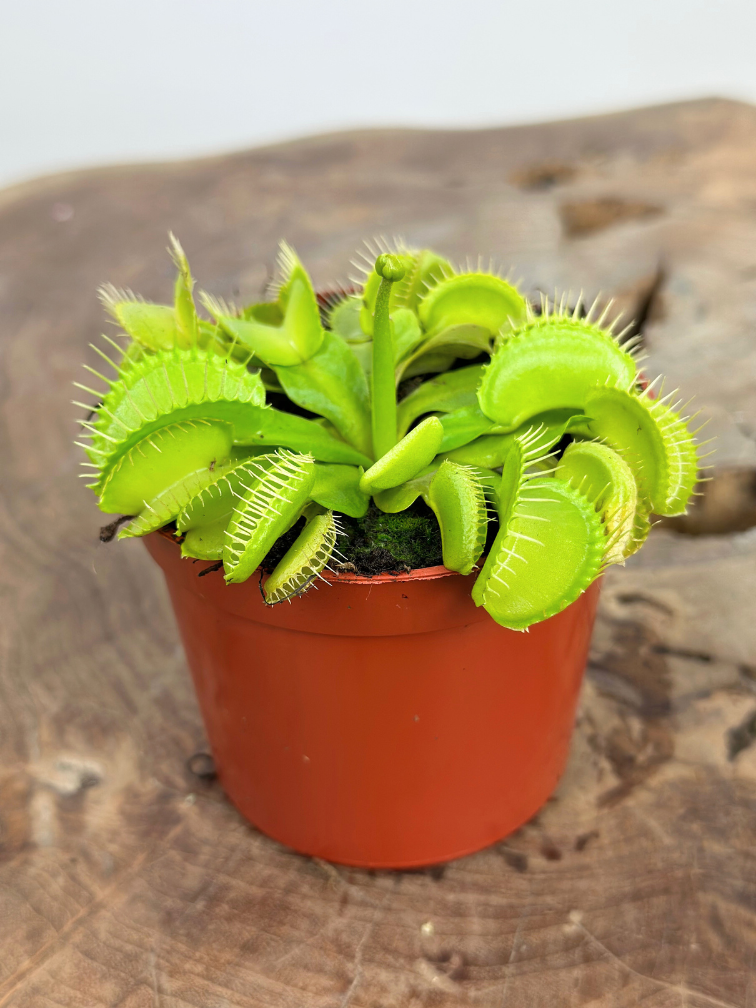 Dionaea Muscipula (Venus flytrap) "Croc" |  ø 8,5 cm x ↕ 5 cm