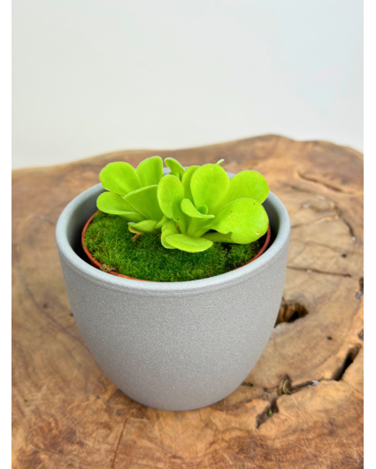 Plant pot "Nile" - grey | 8,5cm