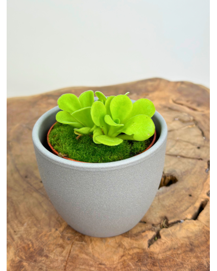 Pot à plantes "Nile" - gris | 8,5cm