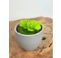 Plant pot "Nile" - grey | 8,5cm