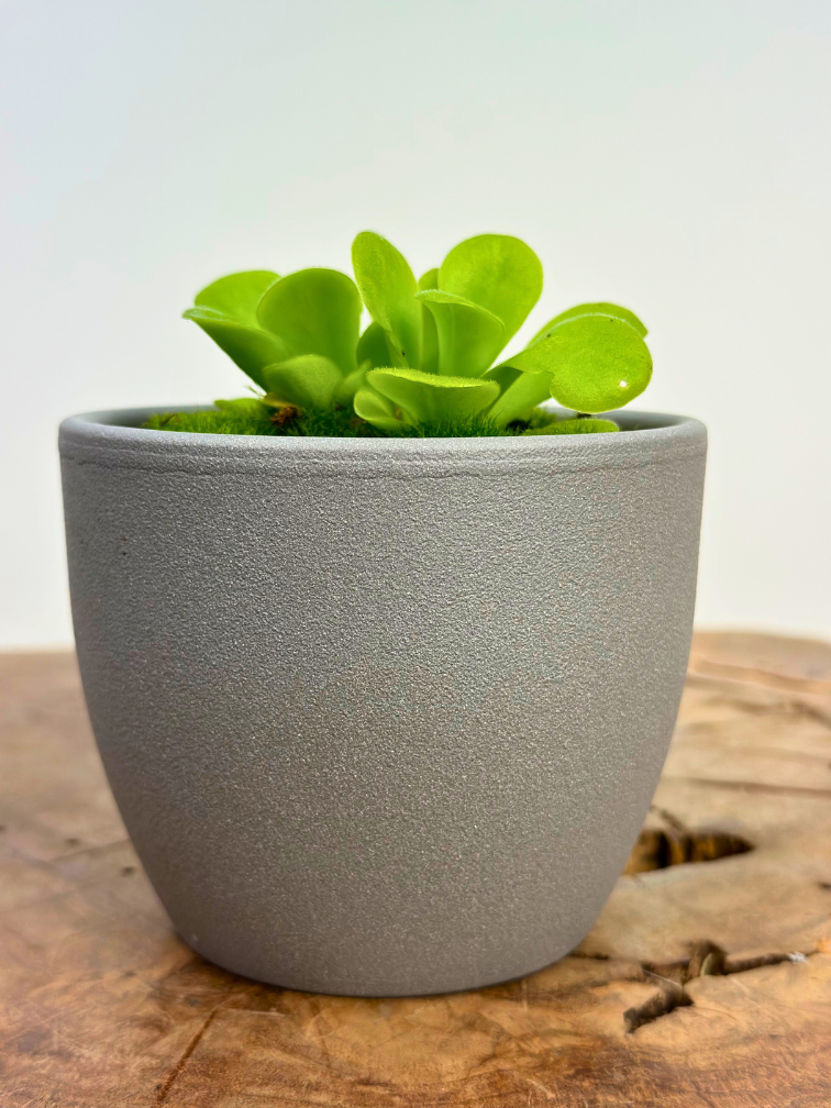 Vaso per piante "Nile" - grigio | 8,5cm