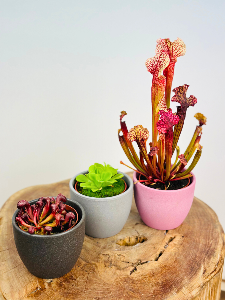 Maceta "Nilo" - green | 8,5cm
