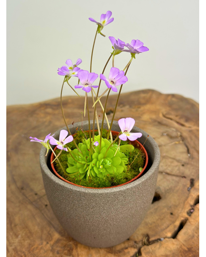 Plant pot "Nile" - brown | 8,5cm