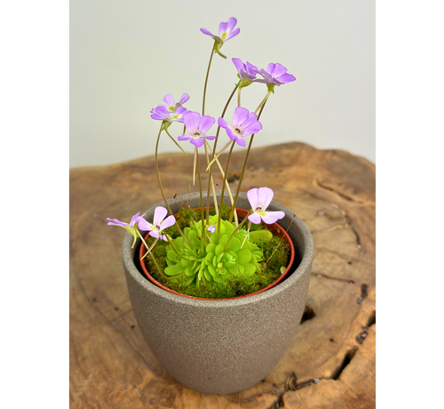 Vaso per piante "Nile" - marrone | 8,5cm