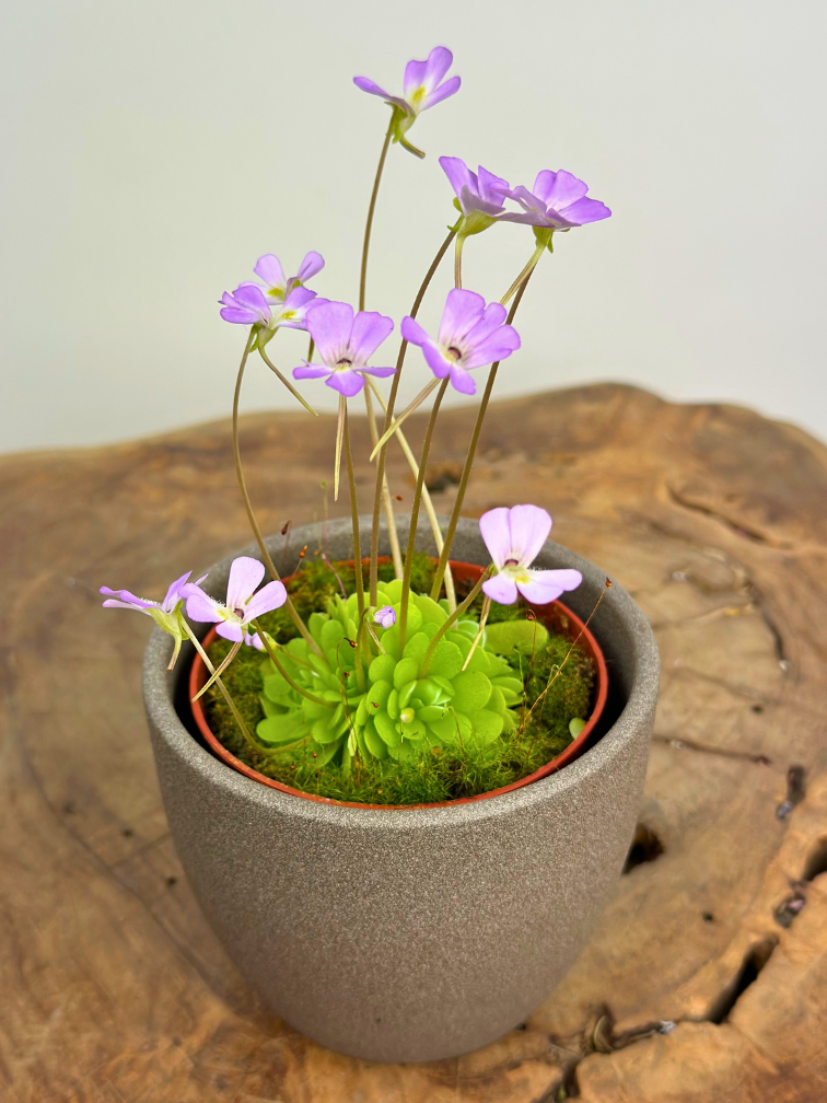 Plant pot "Nile" - brown | 8,5cm