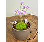 Plant pot "Nile" - brown | 8,5cm