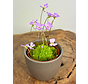 Vaso per piante "Nile" - marrone | 8,5cm