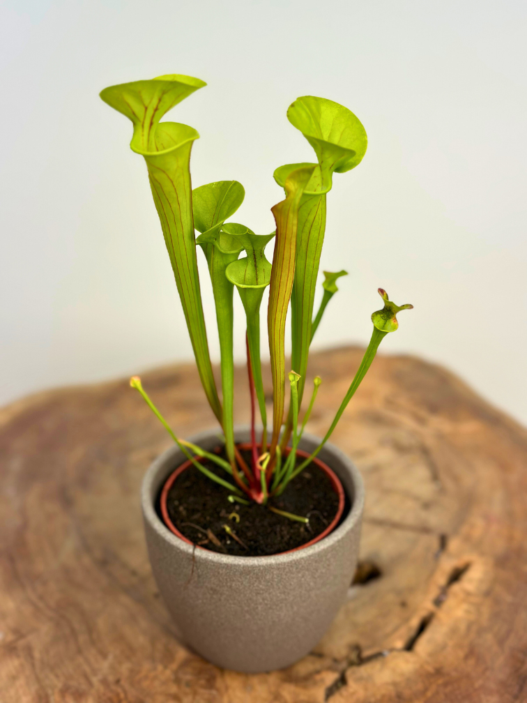 Plant pot "Nile" - brown | 8,5cm