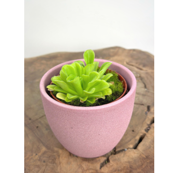 Plant pot "Nile" - pink | 8,5cm
