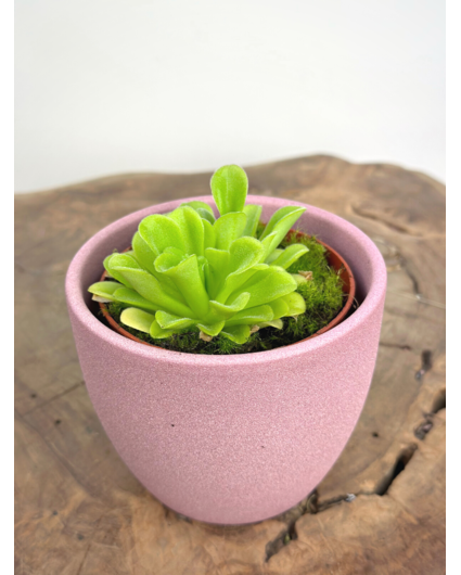 Plant pot "Nile" - pink | 8,5cm