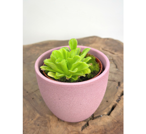 Plant pot "Nile" - pink | 8,5cm