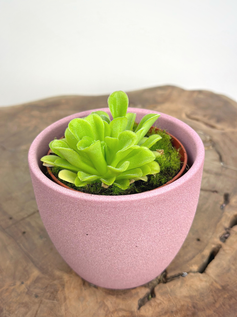 Plant pot "Nile" - pink | 8,5cm