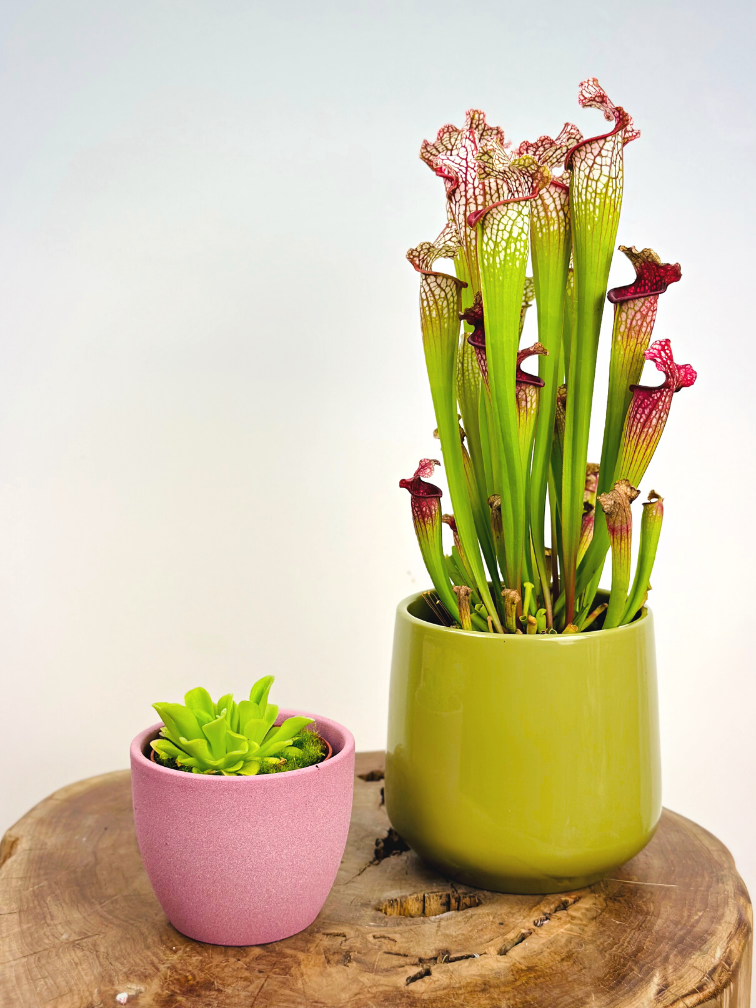 Plant pot "Nile" - pink | 8,5cm