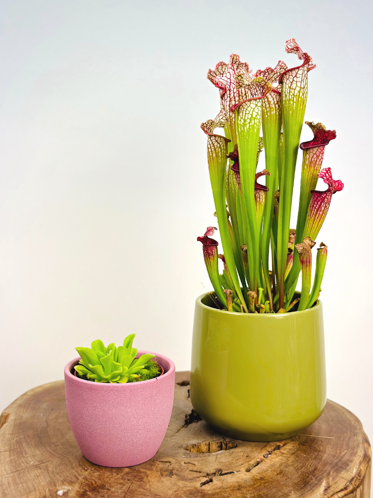Vaso per piante "Nile" - rosa | 8,5cm