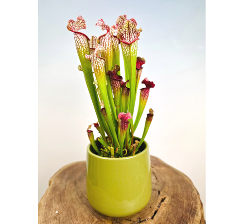 Plant pot "Amazon" - green | 12cm