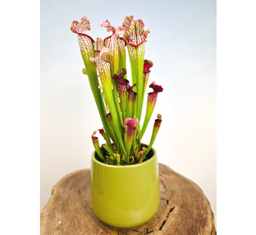 Vaso per piante "Amazon" - verde | 12cm