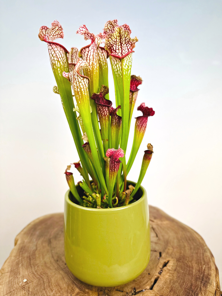 Vaso per piante "Amazon" - verde | 12cm